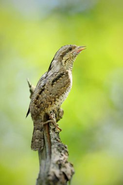 Eurasian wryneck, jynx torquilla, sitting in forest and singing with open beak