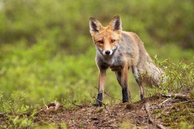 Front low angle view of a wild red fox standing on a horizon in mountains