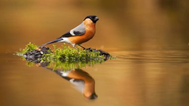 Male eursian bullfinch, pyrrhula pyrrhula, sitting near water with copy space