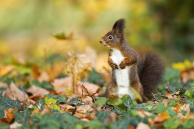 Smiling red squirrel standing in the autumn colorful environment