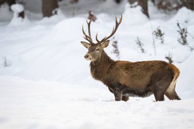 Sturdy male of red deer with fluffy fur wading through the snow