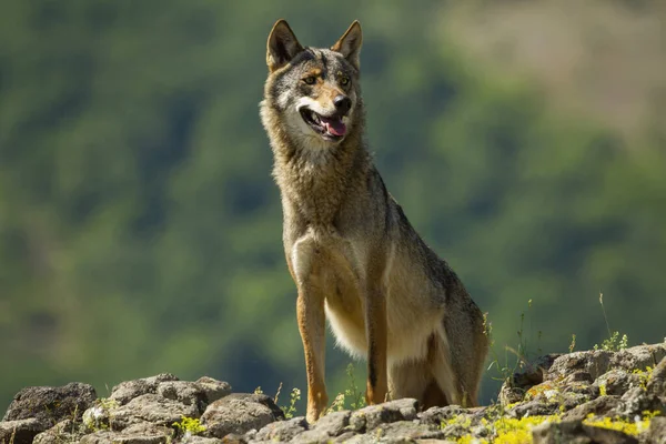 Wilk szary, toczeń canis, latem stojący na skałach w górach — Zdjęcie stockowe