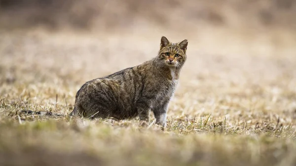 Verrast Europese wilde kat aandachtig kijkend naar camera in de natuur — Stockfoto
