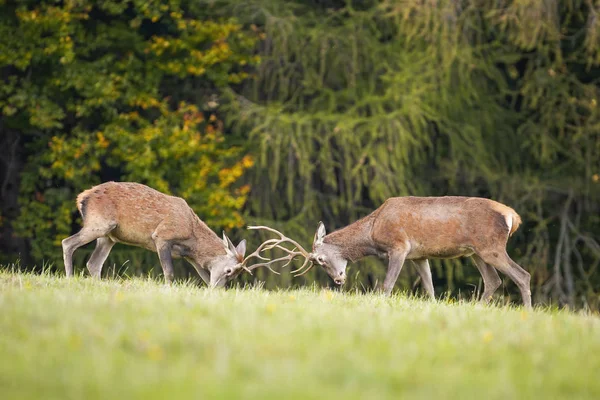 Two young red deer stags fighting in rutting season — Stockfoto