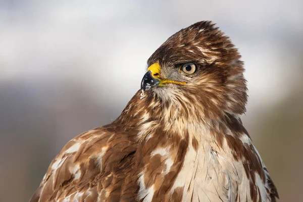 Horizontal close-up portrait of a wild common buzzard in winter — 图库照片