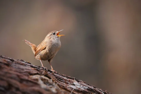 Mały wren eurazjatycki, troglodyty troglodyty, śpiewające w wiosennym lesie — Zdjęcie stockowe