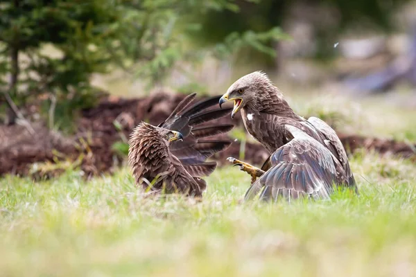 Lesser spotted eagles fighting in a duel against each other — Stock Photo, Image