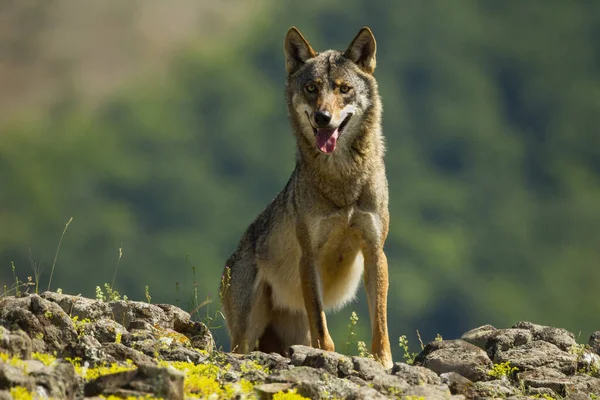 Agressivo lobo cinzento selvagem respirando pesadamente com a língua para fora da boca aberta — Fotografia de Stock