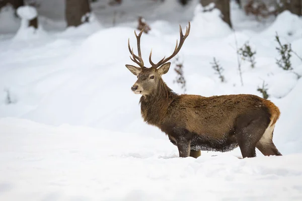 Wytrzymały samiec czerwonego jelenia z puszystym futrem brodzącym przez śnieg — Zdjęcie stockowe