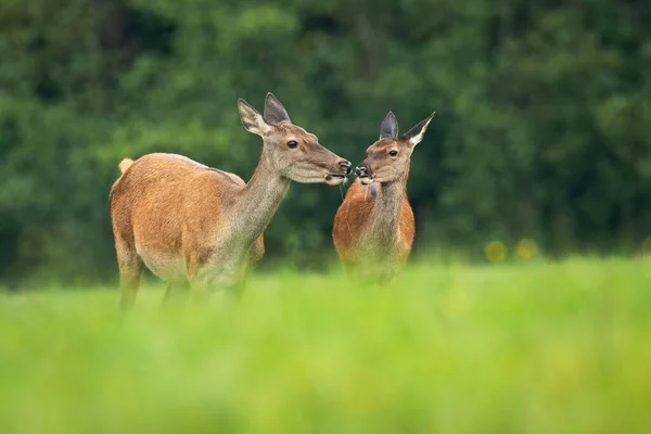 A pair of red deer touching with their noses while eating on the grassy meadow — Stock Photo, Image