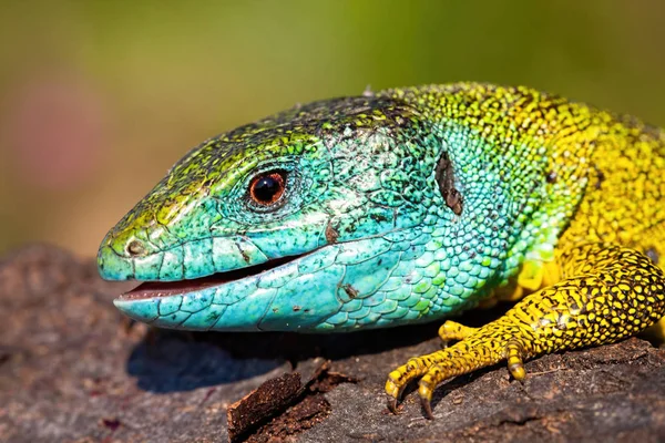 Az európai zöld gyík, a lacerta viridis fejének és lábának részletezése. — Stock Fotó