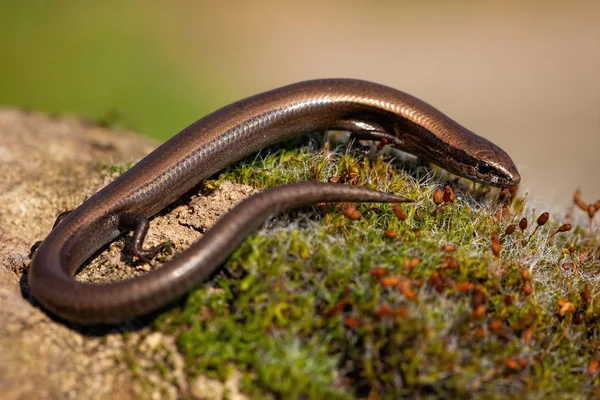 Skink de cobre europeu, ablepharus kitaibelii, em um musgo verde na natureza — Fotografia de Stock