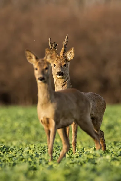 Karaca, Capreolus capreolus, bahar günbatımında çift. — Stok fotoğraf