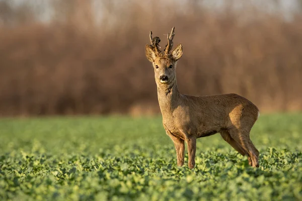 Cervo Roe veado ao pôr-do-sol com pêlo de inverno . — Fotografia de Stock