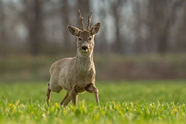 Ciervos, capreolus capreolus, buck en primavera caminando sobre una lima , — Foto de Stock