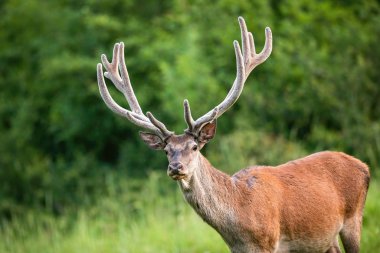 Yazın doğal ortamında bir tarlada duran kızıl geyik başı.