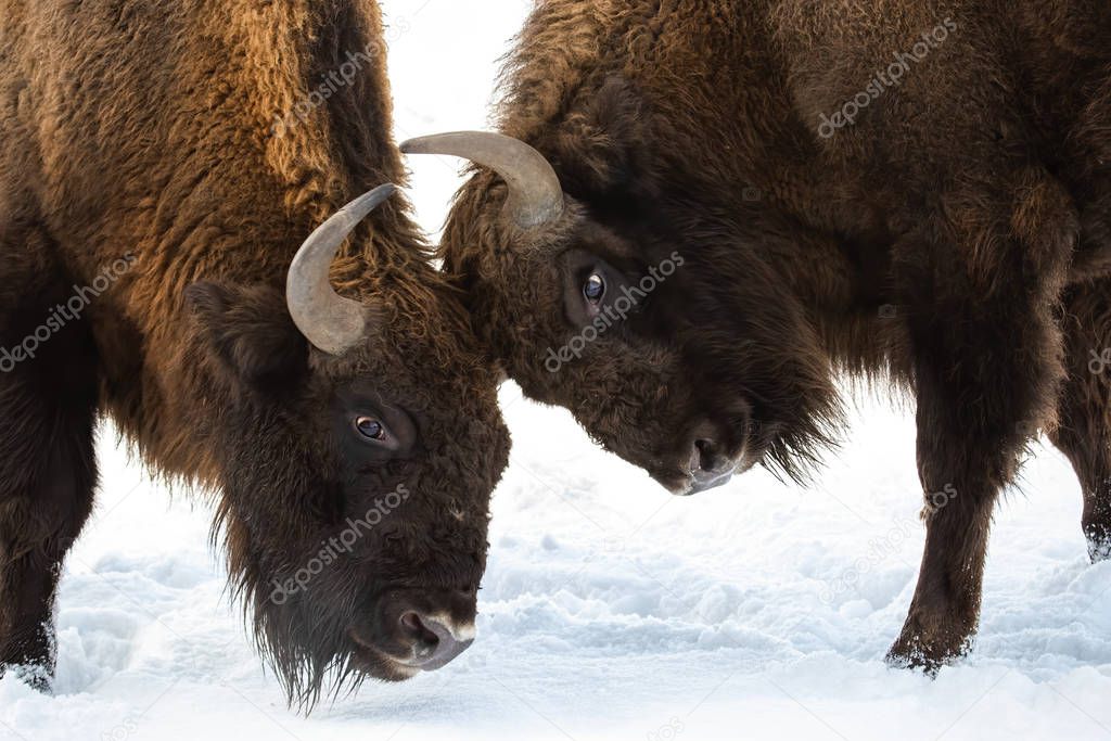 Close-up of two European bison males fighting over territory