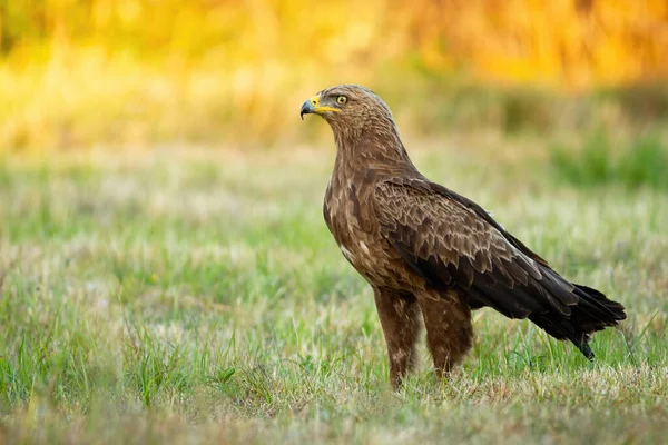 Lesser spotted eagle, clanga pomarina, in summer at sunrise — Stock Photo, Image