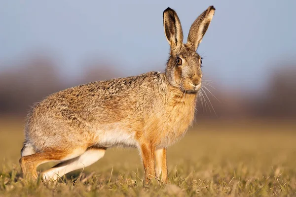 Cute brown hare standing on a field in spring at sunset — Stock Photo, Image