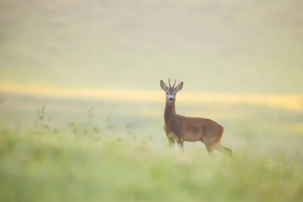 Alerte corça veado fanfarrão de pé em um prado molhado de orvalho no início da manhã — Fotografia de Stock