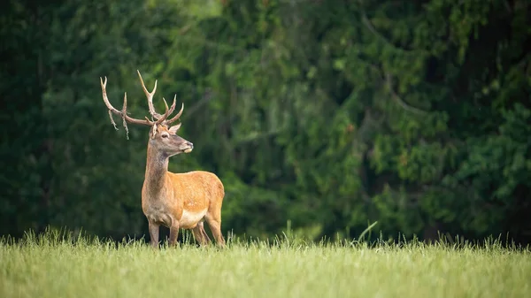 Proud red deer stag looking away in green summer nature — Stock Photo, Image