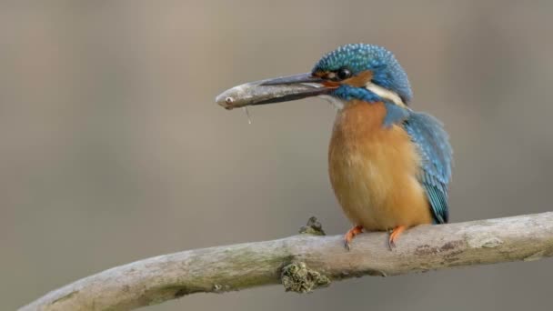 Cute common kingfisher sitting on a twig and holding fish in its long beak — Stock Video