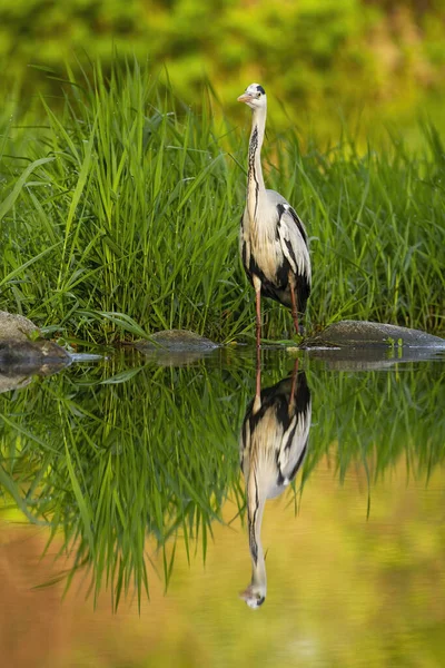 Patient grey heron hunting in a river with a reflection mirrored on water level — Stock Photo, Image