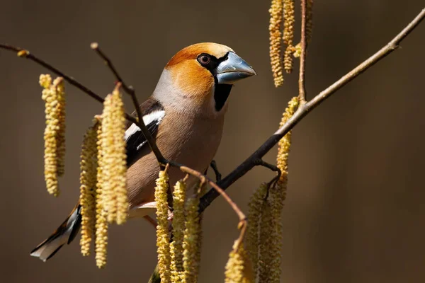 Male hawfinch sitting on a blooming hazel twig in spring — Stock Photo, Image