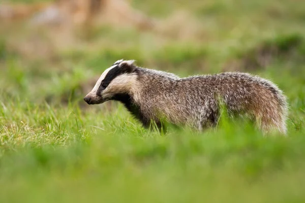 Furry Eropa luak melihat ke bawah di padang rumput hijau di musim panas — Stok Foto