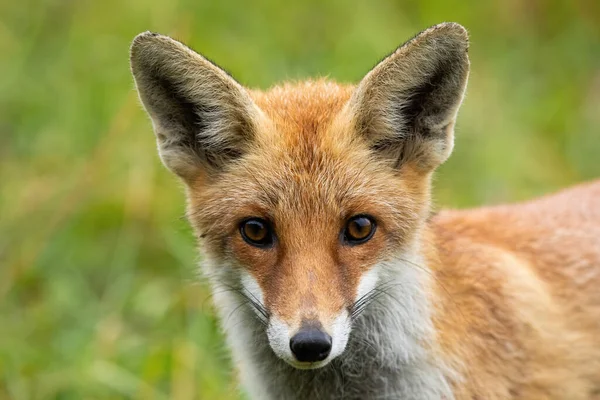 Curioso zorro rojo mirando a la cámara con grandes ojos en verano —  Fotos de Stock