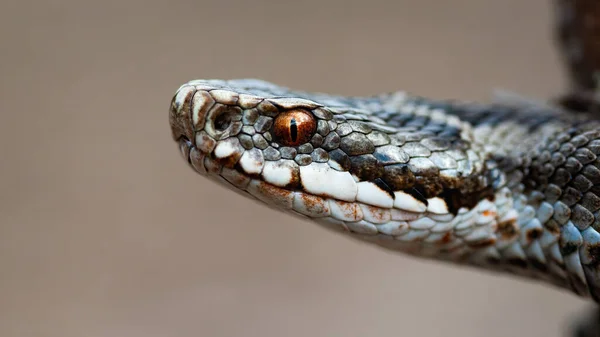 Close-up a poisonous common viper looking intensely with orange eye. — Stock Photo, Image