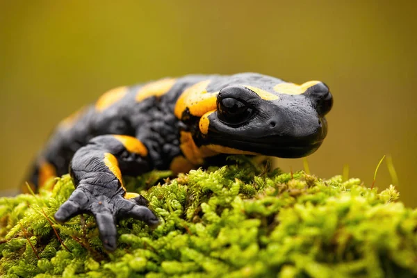 Detail eines Feuersalamanders, der auf grünem Moos in der europäischen Natur liegt — Stockfoto