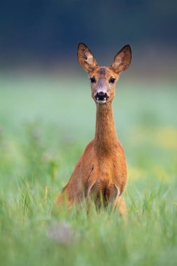 Yazın yeşil çayırdaki kameraya bakan geyik geyiği uyarısı.
