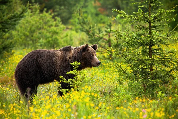Niebezpieczny samiec niedźwiedzia brunatnego obserwujący jego terytorium na kwitnącej łące — Zdjęcie stockowe