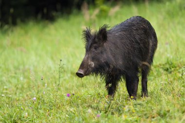 Yaban domuzu, yabani bir arazide, yeşil bir arka planda.