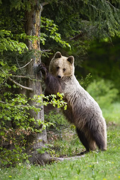 Ciekawy niedźwiedź brązowy stojący w pozycji pionowej i dotykający drzewa wiosną — Zdjęcie stockowe