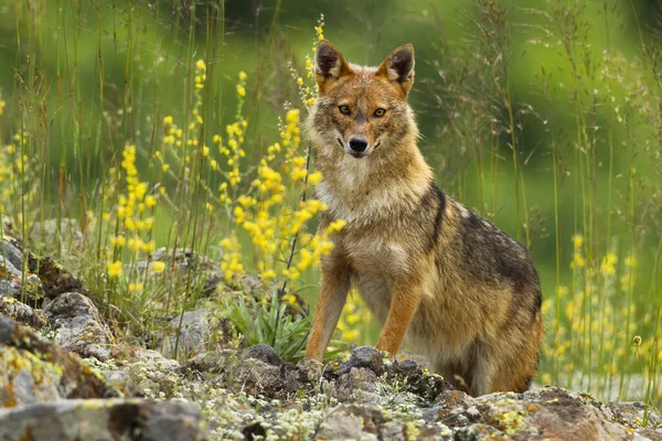 Neugieriger Goldschakal steht auf Felsen und blickt im Sommer in die Kamera — Stockfoto