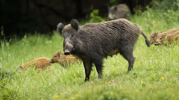 봄철에 새끼를 보호하는 위험 한 야생 멧돼지 암컷. — 스톡 사진