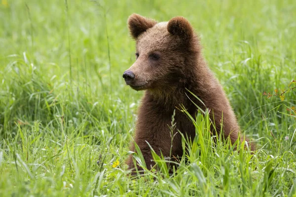 Adorable brown bear cub sitting in spring nature with green blurred background. — Stock Photo, Image