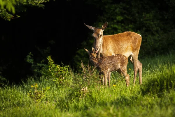 Jemný červený jelen za lízání plavá na zelené louce při východu slunce. — Stock fotografie