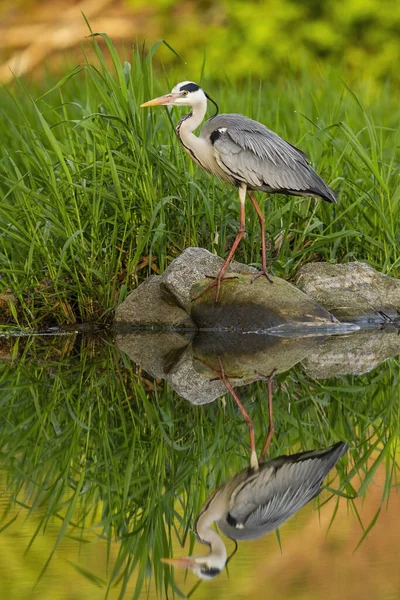 Still grey heron standing on a rock on river bank at summer sunset — Stock Photo, Image