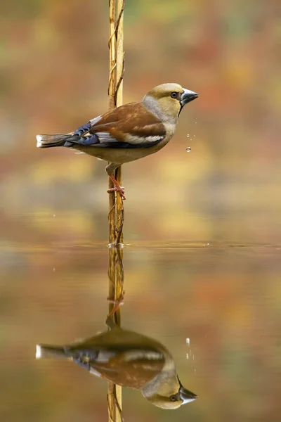 Elegancka samica jastrzębia pije wodę z kropelkami spadającymi z dzioba — Zdjęcie stockowe