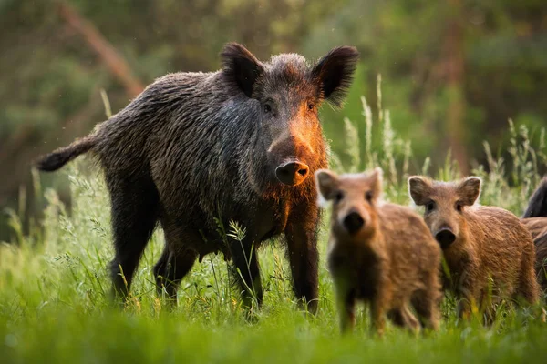 Family of wild boars with young piglets on summer meadow at sunset — Stock Photo, Image