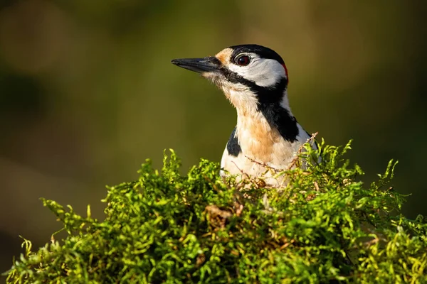 Stor fläckig hackspett tittar bakom grön mossa i vår natur — Stockfoto