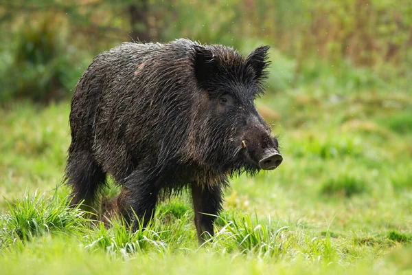 Gevaarlijk wild zwijn mannetje met witte slagtanden op groene weide in de zomer — Stockfoto