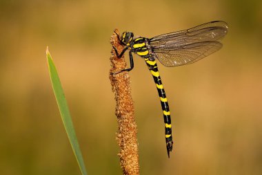 Gün batımında siyah ve sarı çizgili altın halkalı yusufçuk