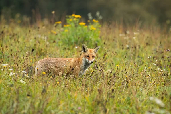 Focada caça raposa vermelha em um prado com flores amarelas no verão — Fotografia de Stock