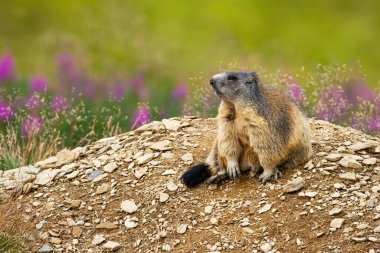Şirin dağ sıçanı mağaranın yakınındaki bir taş yığınında oturuyor ve yan bakıyor.