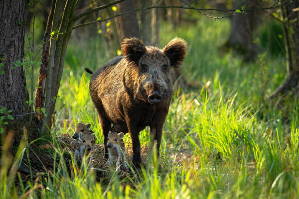 Cute wild boar family with adult mother and tiny piglets approaching in spring