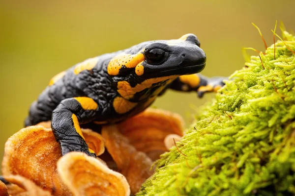 Endemische Arten des Europäischen Feuersalamanders verstecken sich in der Wildnis — Stockfoto